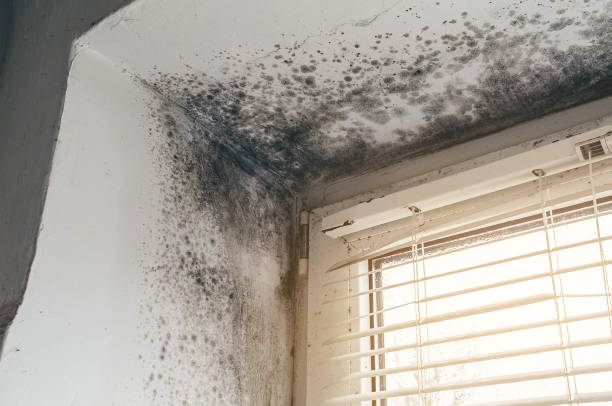 Affordable Attic Mold Remediation solutions in Somerset, KY